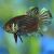 Betta Mahachai Pair 1x Male 1x Female