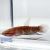 BETTA PAIR API API GREEN