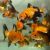 Black and Gold Oranda