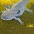 Axolotl - Walking Fish Black
