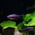 Black Emperor Tetra