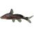 Black Lancer Catfish