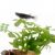 Medaka Black - Oryzias latipes
