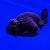 Black Ranchu