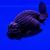 Black Ranchu