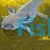 Black Walking Fish (10-12cm)