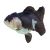 Black & White Oranda