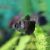 Black Window Tetra