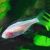 Blind Cave Tetra 4cm
