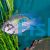 Blue Acara