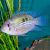 Blue Acara