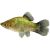 Blue Platy
