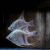 Blue Angelfish 