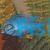 Blue Dolphin 