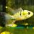 Blue Ram Longfin