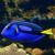 Blue Tang LGE