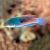 Blueside Fairy Wrasse