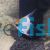 Red Devil Angel Fish