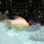 Hogfish Coral