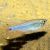 Cochus Blue Tetra