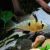 Bolivian Butterfly Cichlid