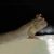 Mudskipper Brackish