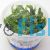 Pygmy Chain Sword Tissue Culture Tub