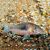 Bronze Corydoras