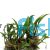 Cryptocoryne Wendtii Brown - Tissue Culture