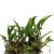Cryptocoryne Wendtii Green - Tissue Culture