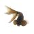 Black Bubble Eye - Bronze