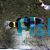 Bumble Bee Goby
