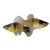 Bumble Bee Platy