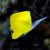 Butterflyfish-Longnose