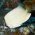 Butterflyfish Speckled