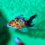 Calico Fantail - Carassius auratus