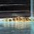 L015 Candy Striped Pleco