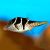 Black Saddled Puffer - Large