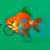 Red Ryukin - Carassius auratus