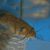 Tandanus Catfish