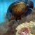 Dusky Angelfish