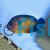 Angelfish Coral Beauty
