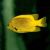 Heraldi Angelfish