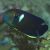 Keyhole Angelfish