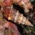 Algae Eater Snail LGE