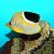 Butterflyfish Saddled SML
