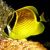 Raccoon Butterflyfish