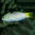 Checkerboard Wrasse Small
