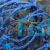 Cherry Spider Crab