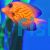 Chevron Tang 